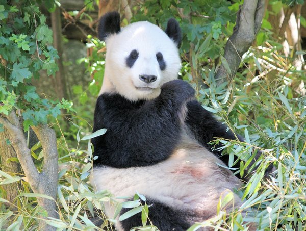 Où faire une randonnée pour observer les pandas géants dans la province du Sichuan, Chine ?